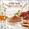 chiết xuất nấm linh chi