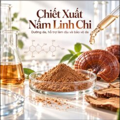 chiết xuất nấm linh chi