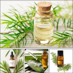 tinh dầu tràm trà