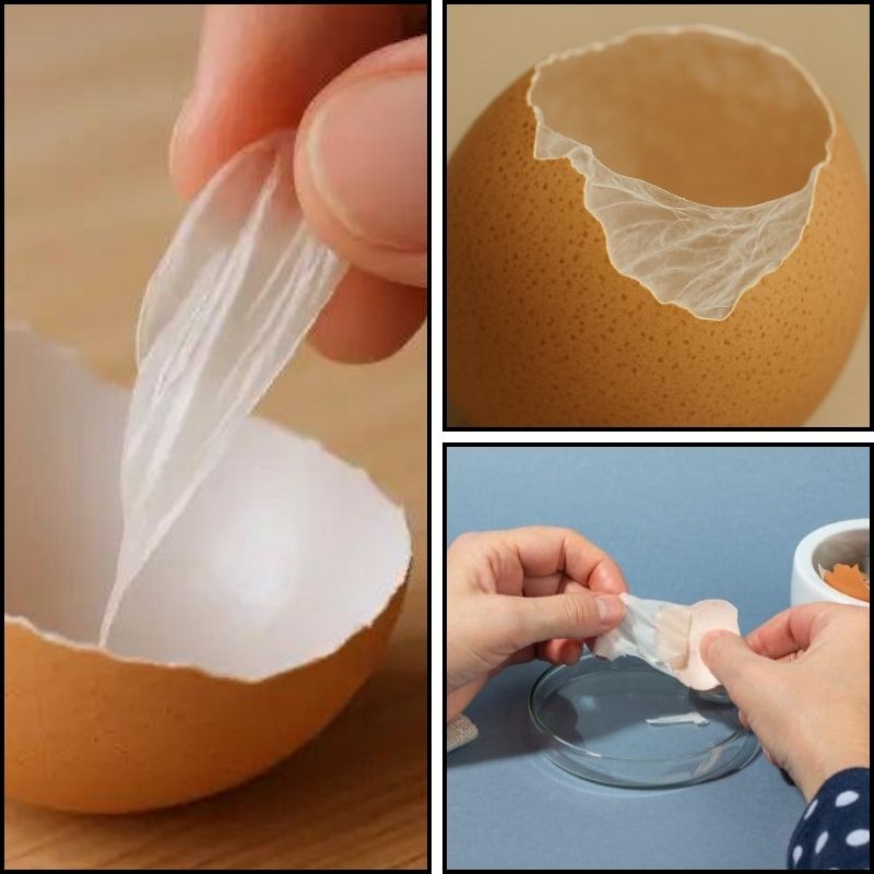 Cung Cấp Hoạt Chất Emlastic
