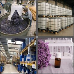 Cung Cấp Chiết Xuất Hoa Oải Hương Uy Tín