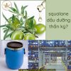 Squalane Olive là một dạng dẫn xuất ổn định của squalane được sản xuất tự nhiên từ ô liu, hiện thành phần nguyên liệu mỹ phẩm này đang được sử dụng trong nhiều công thức mỹ phẩm chăm sóc da